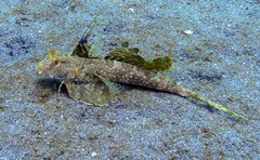 Dactylopus dactylopus