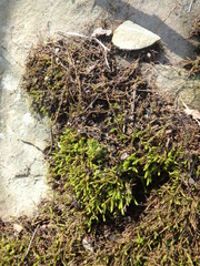 Anomodon viticulosus
