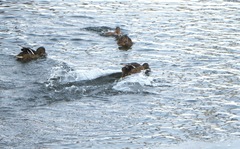 Anas platyrhynchos
