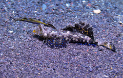 Dactylopus kuiteri