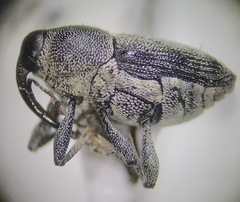 Odontocorynus