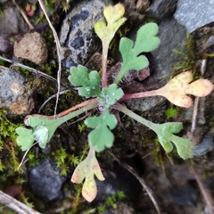 Papaver dubium