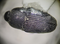 Odontocorynus