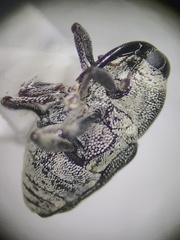 Odontocorynus