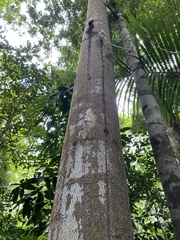 Thysania agrippina