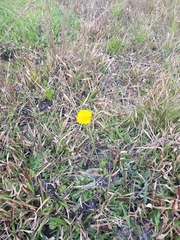 Helenium pinnatifidum