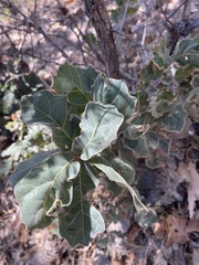 Quercus chihuahuensis