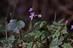 Cardamine quinquefolia