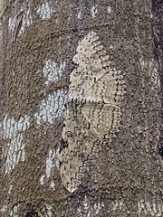 Thysania agrippina
