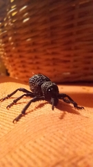 Aegorhinus superciliosus