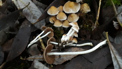 Coprinopsis pannucioides