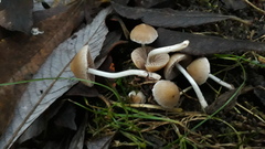 Coprinopsis pannucioides