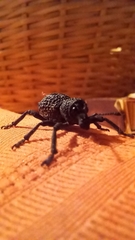 Aegorhinus superciliosus