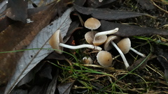 Coprinopsis pannucioides