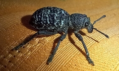 Aegorhinus superciliosus