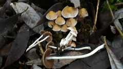 Coprinopsis pannucioides