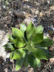 Agave inaequidens
