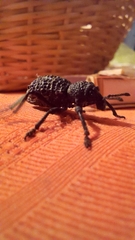 Aegorhinus superciliosus