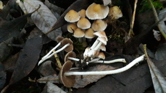 Coprinopsis pannucioides