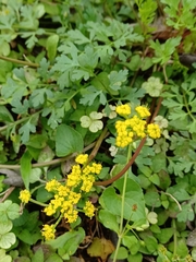 Tauschia texana