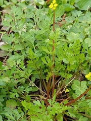 Tauschia texana