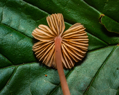 Cubospora