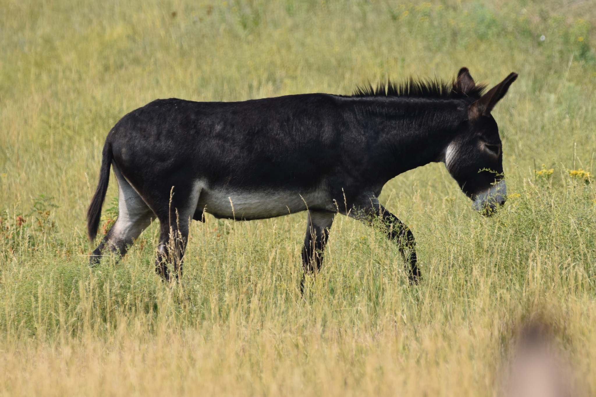 African Donkey