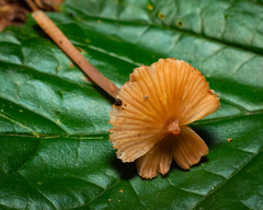 Cubospora