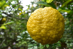 Citrus × latifolia