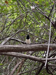 Cyanocorax cyanopogon