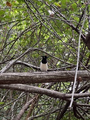 Cyanocorax cyanopogon