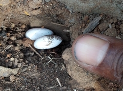 Agama agama