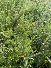 Oncosiphon pilulifer