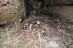 Coprinopsis marcescibilis