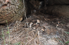 Coprinopsis marcescibilis