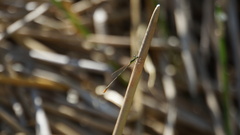 Agriocnemis pygmaea