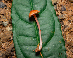 Cubospora