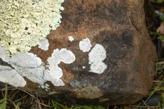Lecanora