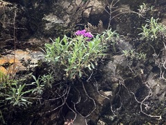 Boechera breweri breweri