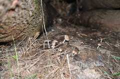 Coprinopsis marcescibilis
