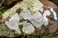 Lecanora