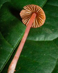 Cubospora
