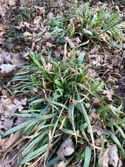 Carex sylvatica