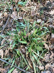 Carex sylvatica