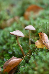 Psathyrella sphagnicola