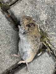 Microtus arvalis