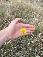 Helenium pinnatifidum