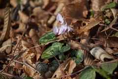 Cyclamen coum
