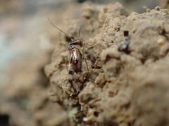 Propsocus pulchripennis