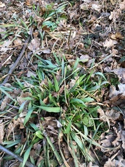 Carex sylvatica